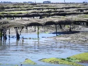 Imgp1724 Oyster beds, Ars-en-Ré