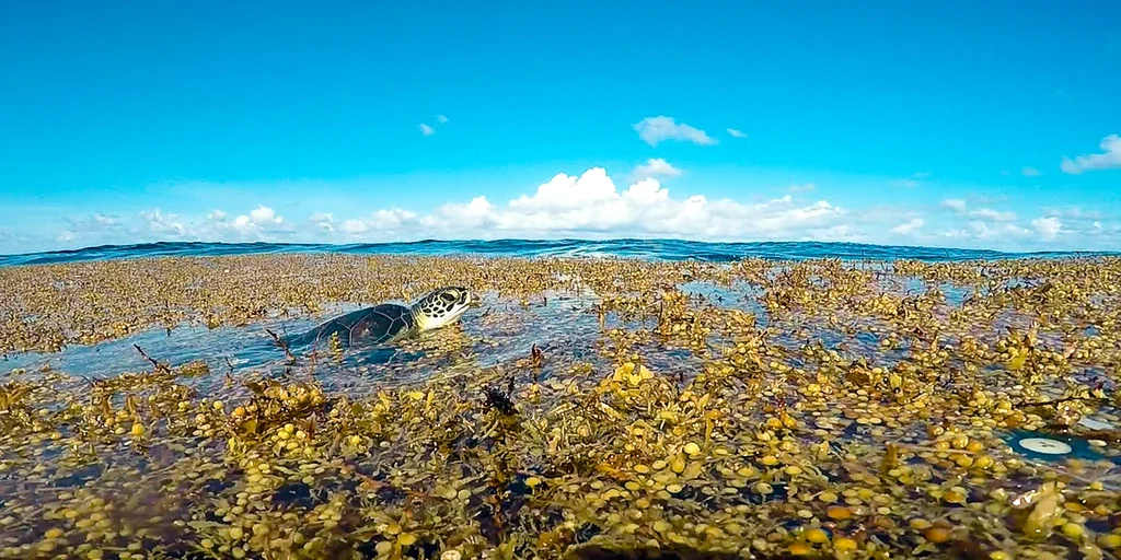 Unraveling The Mysteries Of The Sargasso Sea A Unique Marine Wonderland Lovesail News